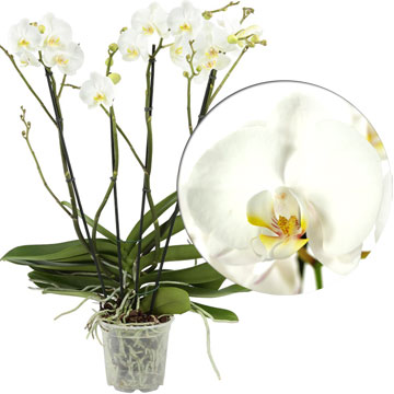Орхидея фаленосис Theatro 4 ствола, 17/80 см.