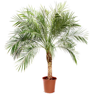 Финиковая пальма Робелини 35/170 см.