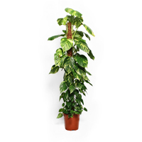 scindapsus-aureus-mosstok-150cm-plant
