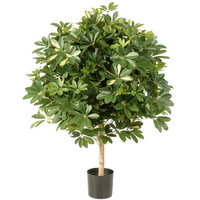 variegated-giant-ball-schefflera-38604nw