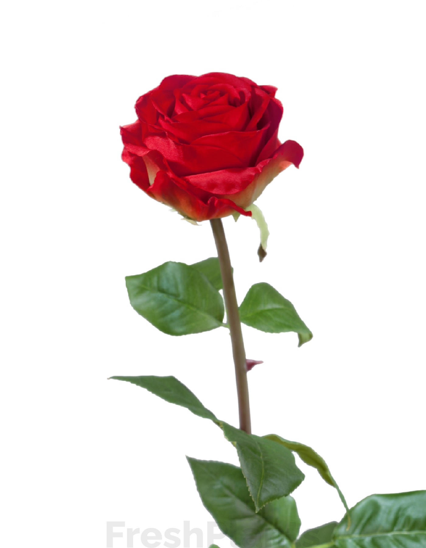 Роза Соло Нью большая красная искусственная 30.0612100RD