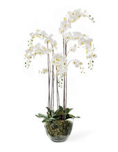 Орхидея Фаленопсис белая с мхом корнями землёй искусственная 10.0611066WHGL150