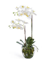 Орхидея Фаленопсис белая с мхом корнями землёй искусственная 10.0611066WHGL60