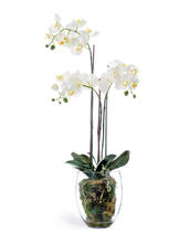 Орхидея Фаленопсис белая с мхом корнями землёй искусственная 10.0611066WHGL85