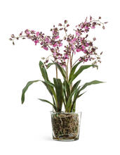 Орхидея Онцидиум бургундия с розово-белым в стеклянной вазе с мхом корнями землёй искусственный 10.0618222BRD