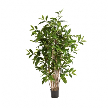 treez/10.26004N
