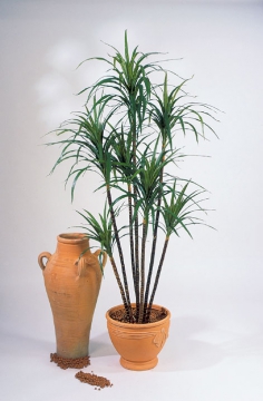 treez/10.36804N_10.36805N_10.36806N-1