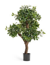 Питтоспорум горный искусственный 10.39904N