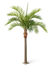 Финиковая пальма Гигантская искусственная 10.46842N, 10.46848N