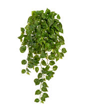 Филодендрон Элегант ампельный большой новый искусственный 20.1378XL