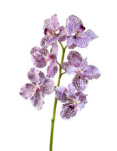 Орхидея Ванда бело-фиолетовая искусственная 30.03070050/1