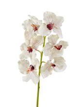 Орхидея Ванда крем с крапинами бордо искусственная 30.03070050/2