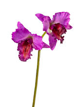 Орхидея Каттлея крупная темно-сирен 42 см 2 цв искусственная 30.03080092IN_MDP