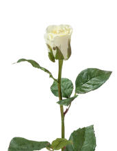 Роза Анабель бело-зелёная искусственная 30.03110133LGLY_prime, 30.03110133LGLY