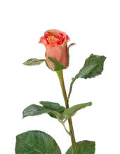 Роза Анабель персик-роз искусственная 30.03110133SU_prime, 30.03110133SU