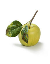 Яблоко нежно-зелёное на веточке искусственная 30.03110134YE