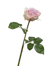 Роза Верди нежно-сиренево-розовая с кремовым искусственная 30.03150253LP