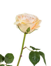 Роза Верди нежно-персиковая с нежно-розовым искусственная 30.03150253PK_prime, 30.03150253PK