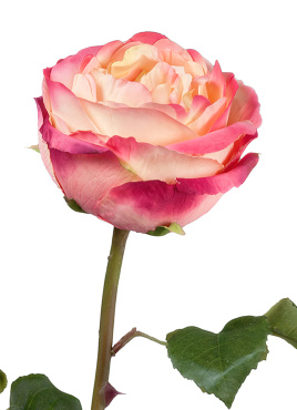 Роза Джема нежно-персиковая с малиновым искусственная 30.03150254YPK_prime, 30.03150254YPK