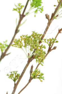 Ветка Корнелиан Черри нежно-зелёная малая искусственная 30.05170255LG-S 1