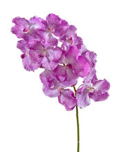 Орхидея Ванда с ярко-сиреневыми прожилками искусственная 30.0610042LPR