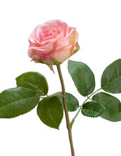 Роза Флорибунда Мидл нежно-розовая д-8 см искусственная 30.0611075LPK