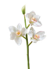 Орхидея Цимбидиум ветвь белая малая искусственная 30.0611084WH
