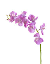 Орхидея Фаленопсис Мидл розово-белая искусственная 30.0611086LPK