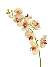Орхидея Фаленопсис Мидл бледно-золотистая с бордо искусственная 30.0611086YL