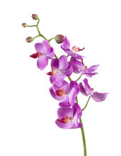 Орхидея Фаленопсис Элегант св.фиолет искусственный 30.0611087VL