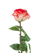 Роза Соло Нью большая кремовая с розовым искусственная 30.0612100LR
