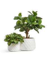 Кашпо TREEZ ERGO - Diamond - Низкая чаша - Белый камень 41.1020-0036-WH-52 3