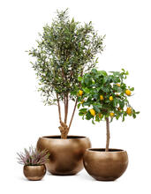 Кашпо TREEZ Effectory - Metal - Полусфера - Тёмное матовое золото 41.3318-04-016-BRS-22, 41.3318-04-016-BRS-32, 41.3318-04-016-BRS-43, 41.3318-04-016-BRS-57 4