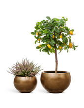 Кашпо TREEZ Effectory - Metal - Полусфера - Тёмное матовое золото 41.3318-04-016-BRS-22, 41.3318-04-016-BRS-32, 41.3318-04-016-BRS-43, 41.3318-04-016-BRS-57 5