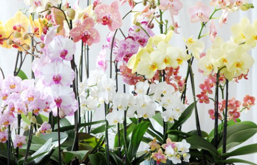 Оптовые поставки орхидей по специальным ценам