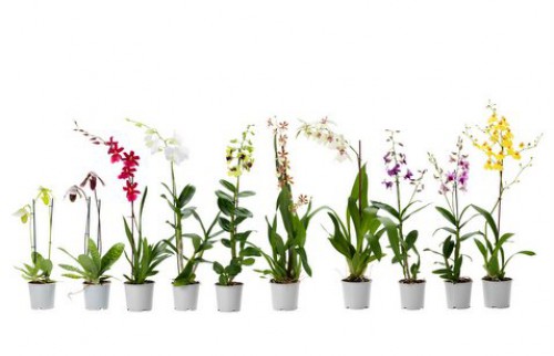 Ещё более 50 видов орхидей под заказ* из Голландии... 