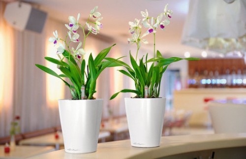 Оптимальное кашпо для орхидей