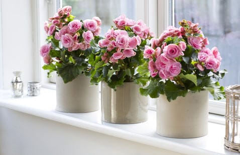 Цветущие комнатные растения - купить на FreshPlants.ru