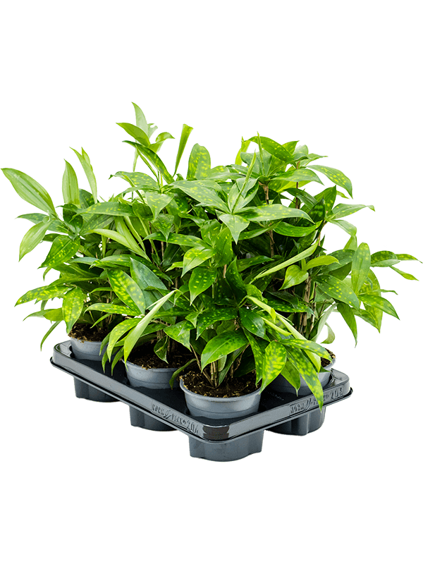 Драцена Surculosa 6/tray  H40×W30 D12×10 см 