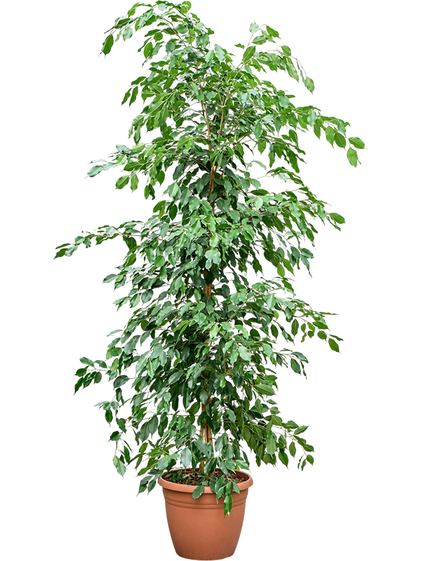 Фикус Бенжамина 'Exotica'  H210×W50 D37×34 см 