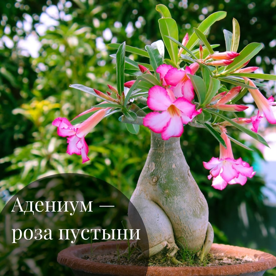 Адениум: роза пустыни для солнечного окна Адениум: роза пустыни для солнечного окна