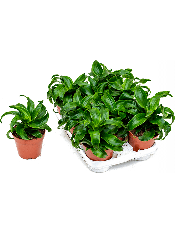 Драцена Fragrans 'Twist' 6/tray  H35×W20 D12×10 см 