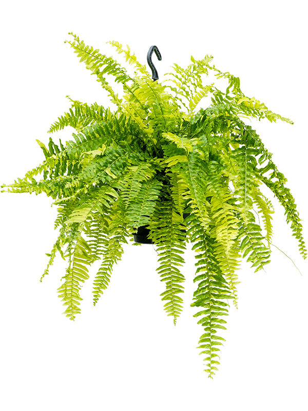 Нефролепис Высокий 'Tiger Fern'  H50×W60 D20×16 см 
