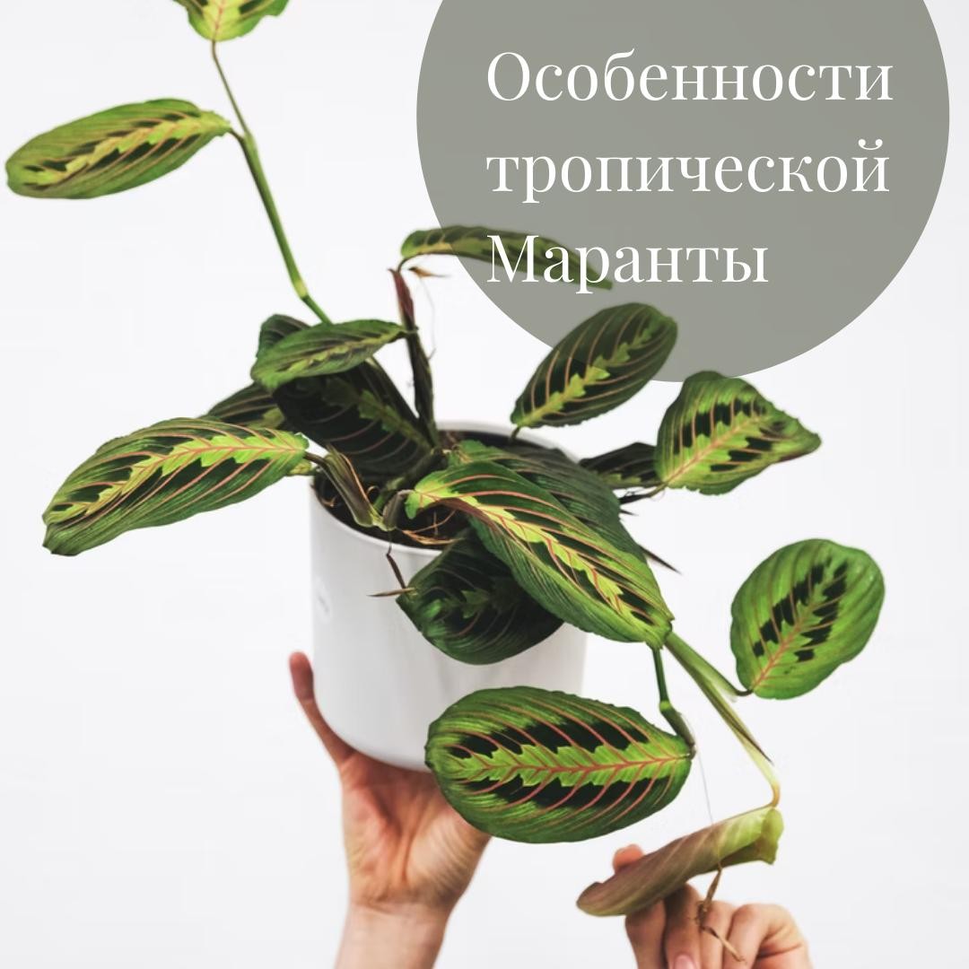 Маранта: декоративная листва и размещение