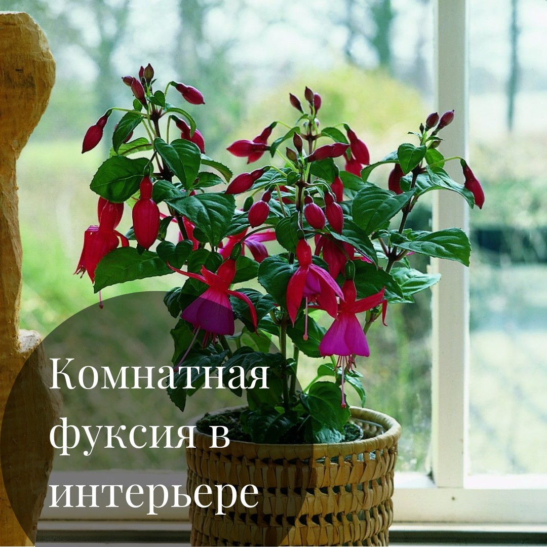 Фуксия: цветение и уход в помещении