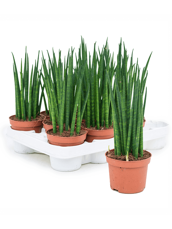 Сансевиерия Cylindrica 'Mikado' 11/tray  H30×W15 D10×9 см 