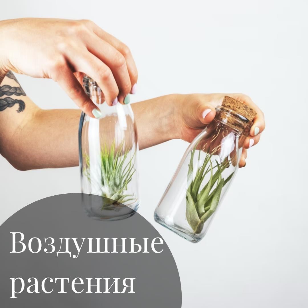 Тилландсии и другие воздушные растения