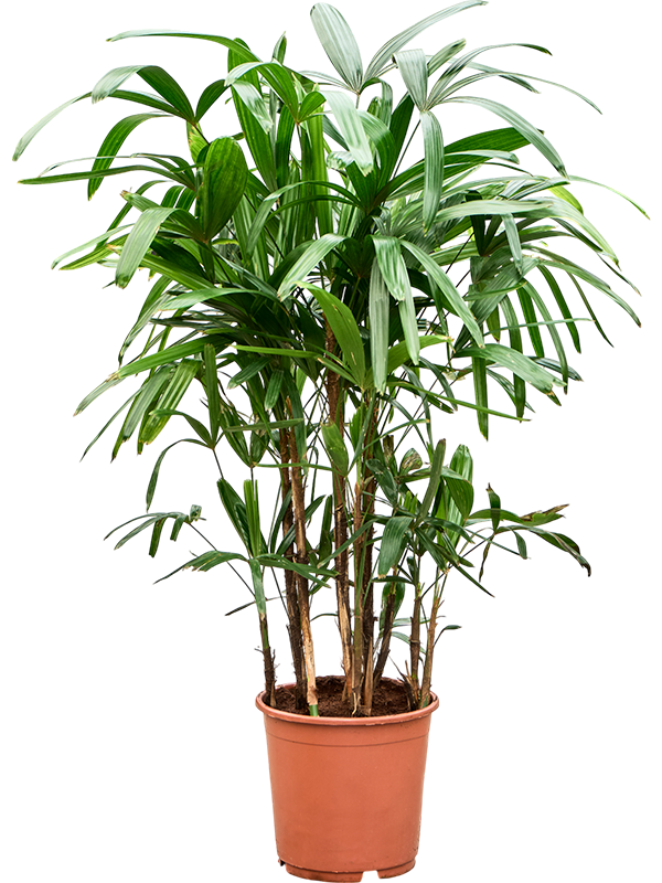 Рапис Excelsa  H110×W80 D24×22 см 