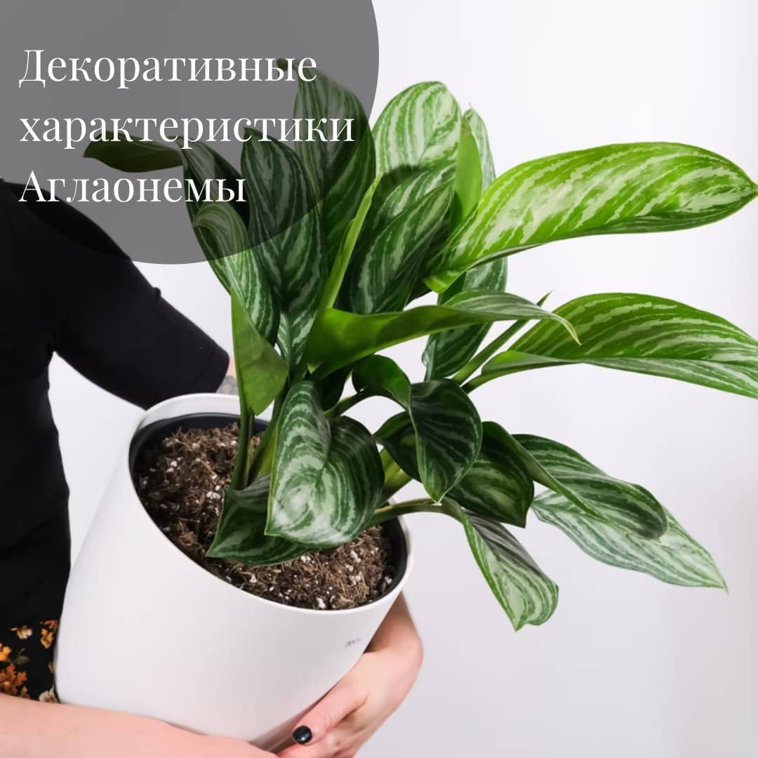 Аглаонема: декоративная листва и условия выращивания