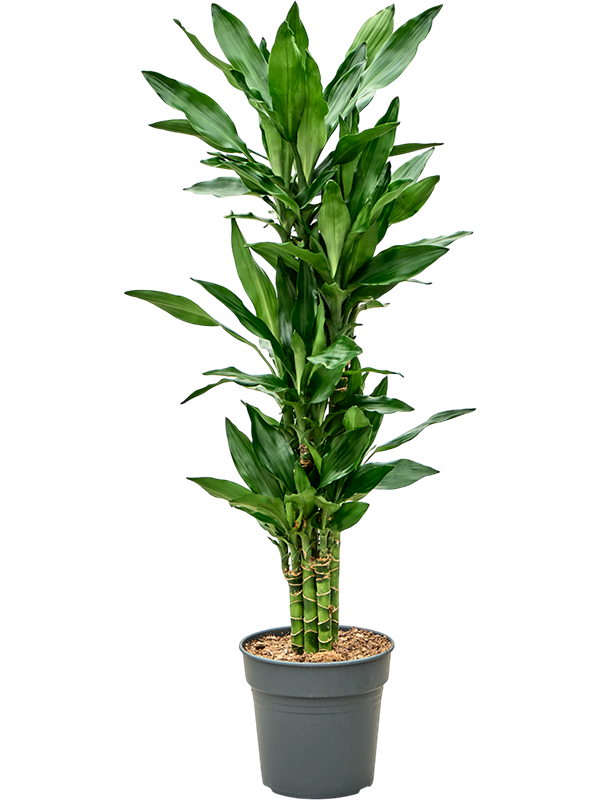 Драцена Fragrans 'Burundii'110-120  H115×W50 D21×20 см 